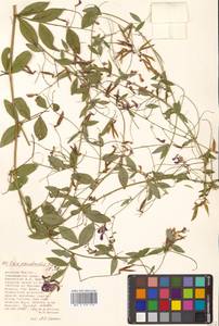 Горошек лжесочевниковый Fisch. & C.A.Mey., Сибирь, Дальний Восток (S6) (Россия)