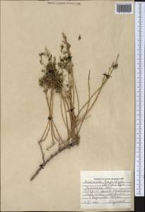 Haloxylon griffithii subsp. griffithii, Средняя Азия и Казахстан, Памир и Памиро-Алай (M2) (Туркмения)