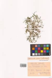 Callitriche palustris subsp. palustris, Сибирь, Чукотка и Камчатка (S7) (Россия)