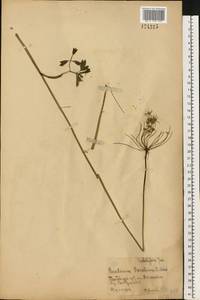 Oreoselinum nigrum Delarbre, Восточная Европа, Центральный лесостепной район (E6) (Россия)