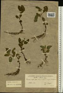 Мята полевая L., Восточная Европа, Нижневолжский район (E9) (Россия)