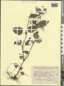 Норичник ильвенсибский K.Koch, Кавказ, Грузия (K4) (Грузия)