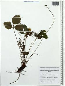 Fragaria ×ananassa (Weston) Rozier, Сибирь, Прибайкалье и Забайкалье (S4) (Россия)