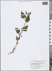 Марь городская (L.) S. Fuentes, Uotila & Borsch, Восточная Европа, Средневолжский район (E8) (Россия)