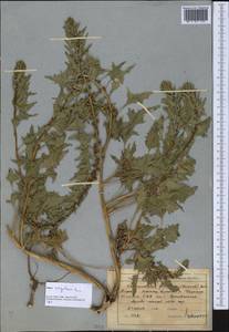 Blitum virgatum subsp. virgatum, Средняя Азия и Казахстан, Северный и Центральный Тянь-Шань (M4) (Киргизия)
