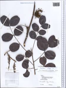Ceratonia siliqua L., Зарубежная Азия (ASIA) (Турция)