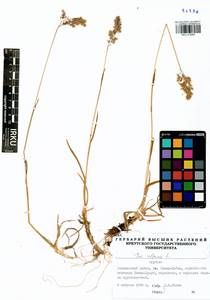 Мятлик альпийский L., Сибирь, Прибайкалье и Забайкалье (S4) (Россия)