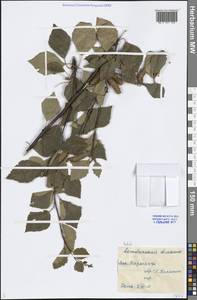 Береза, Средняя Азия и Казахстан, Прикаспийский Устюрт и Северное Приаралье (M8) (Казахстан)