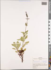 Схизонепета многонадрезная, Рассеченнокотовник многонадрезный (L.) Briq., Сибирь, Алтай и Саяны (S2) (Россия)