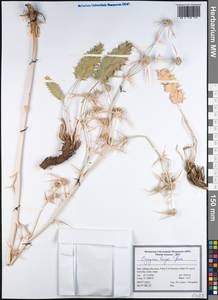 Синеголовник Бунге Boiss., Зарубежная Азия (ASIA) (Иран)