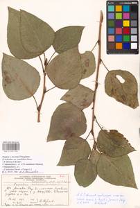 Populus ×nevensis Nasim., Восточная Европа, Московская область и Москва (E4a) (Россия)