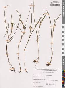 Sparganium × probatovae Tzvelev, Сибирь, Чукотка и Камчатка (S7) (Россия)