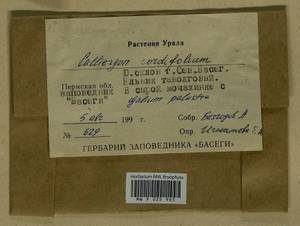 Calliergon cordifolium (Hedw.) Kindb., Гербарий мохообразных, Мхи - Пермский край, Удмуртия, Свердловская и Кировская области (B8) (Россия)