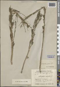 Астрагал бороздчатый L., Средняя Азия и Казахстан, Северный и Центральный Казахстан (M10) (Казахстан)