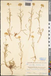 Тысячелистник мелкоцветковый Willd., Восточная Европа, Северо-Украинский район (E11) (Украина)