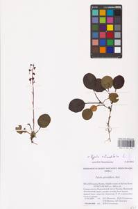 Грушанка круглолистная L., Восточная Европа, Северный район (E1) (Россия)