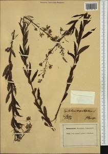 Chamaenerion angustifolium subsp. angustifolium, Западная Европа (EUR) (Германия)