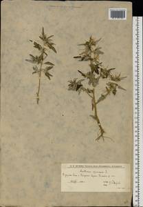 Дурнишник колючий L., Восточная Европа, Нижневолжский район (E9) (Россия)