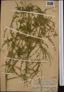 Донник лекарственный (L.) Lam., Средняя Азия и Казахстан, Западный Тянь-Шань и Каратау (M3) (Казахстан)