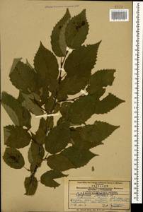 Граб обыкновенный, Граб кавказский L., Кавказ, Армения (K5) (Армения)