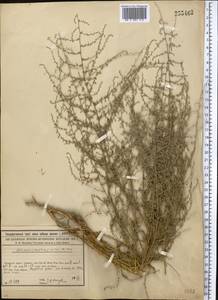 Artemisia maritima subsp. maritima, Средняя Азия и Казахстан, Сырдарьинские пустыни и Кызылкумы (M7) (Казахстан)