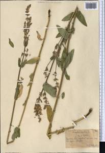 Котовник голый, Средняя Азия и Казахстан, Северный и Центральный Тянь-Шань (M4) (Казахстан)