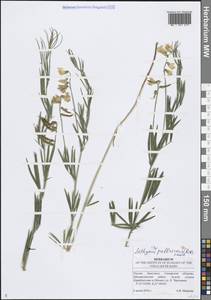 Чина бледная (M.Bieb.) K.Koch, Восточная Европа, Средневолжский район (E8) (Россия)