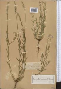 Истод хохлатый, Средняя Азия и Казахстан, Джунгарский Алатау и Тарбагатай (M5) (Казахстан)