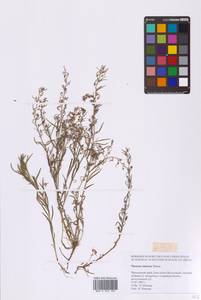 Ленец китайский Turcz., Сибирь, Дальний Восток (S6) (Россия)