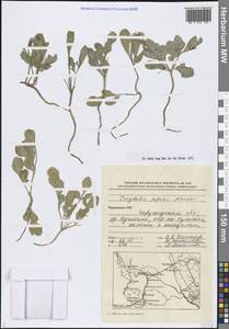 Corydalis popovii Nevski, Средняя Азия и Казахстан, Памир и Памиро-Алай (M2) (Туркмения)