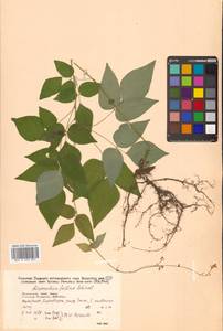 Hylodesmum podocarpum subsp. fallax (Schindl.) H.Ohashi & R.R.Mill, Сибирь, Дальний Восток (S6) (Россия)