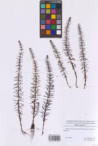 Хвостник обыкновенный, Водяная сосенка L., Восточная Европа, Московская область и Москва (E4a) (Россия)