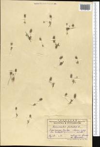 Рогоглавник серповидный (L.) Cramer, Средняя Азия и Казахстан, Сырдарьинские пустыни и Кызылкумы (M7) (Узбекистан)