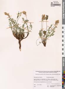 Остролодочник белоцветковый чукотский Jurtzev, Сибирь, Чукотка и Камчатка (S7) (Россия)