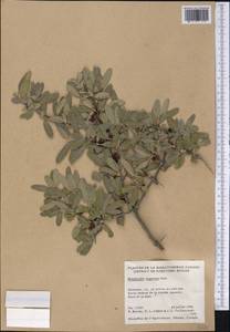 Shepherdia argentea (Pursh) Nutt., Америка (AMER) (Канада)