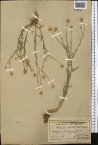 Heteropappus altaicus var. canescens (Nees) Serg., Средняя Азия и Казахстан, Памир и Памиро-Алай (M2) (Узбекистан)