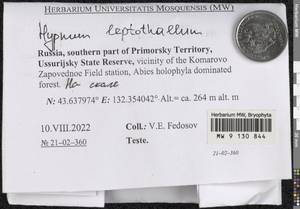 Hypnum leptothallum Paris, Гербарий мохообразных, Мхи - Дальний Восток (без Чукотки и Камчатки) (B20) (Россия)