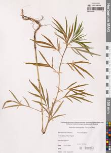 Полынь селенгинская Turcz. ex Besser, Сибирь, Чукотка и Камчатка (S7) (Россия)