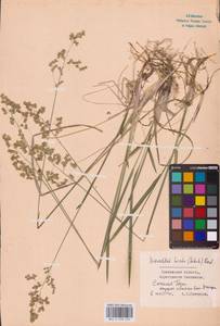Anthoxanthum nitens (Weber) Y.Schouten & Veldkamp, Восточная Европа, Западный район (E3) (Россия)