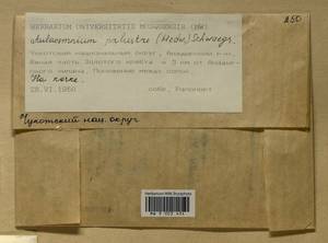 Aulacomnium palustre (Hedw.) Schwägr., Гербарий мохообразных, Мхи - Чукотка и Камчатка (B21) (Россия)