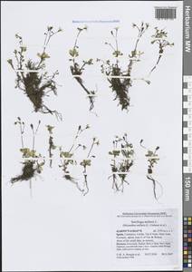 Micranthes stellaris subsp. stellaris, Западная Европа (EUR) (Испания)