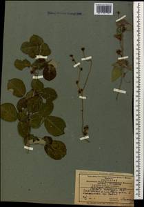 Повилика одностолбиковая Vahl, Кавказ, Азербайджан (K6) (Азербайджан)