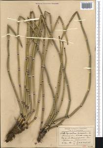 Хвощ зимующий L., Средняя Азия и Казахстан, Северный и Центральный Тянь-Шань (M4) (Казахстан)