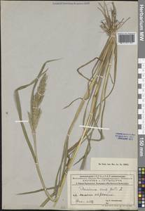 Ежовник обыкновенный, Куриное просо (L.) P.Beauv., Средняя Азия и Казахстан, Муюнкумы, Прибалхашье и Бетпак-Дала (M9) (Казахстан)