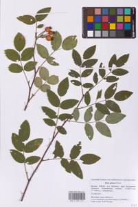 Шиповник сизый Pourr., Восточная Европа, Московская область и Москва (E4a) (Россия)