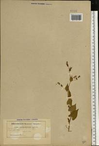 Гречишка вьюнковая (L.) Á. Löve, Восточная Европа, Белоруссия (E3a) (Белоруссия)