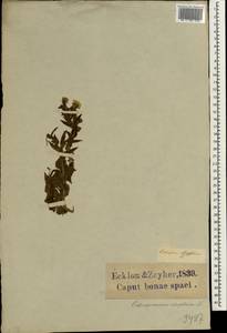 Nephrotheca ilicifolia (L.) B.Nord. & Källersjö, Африка (AFR) (ЮАР)