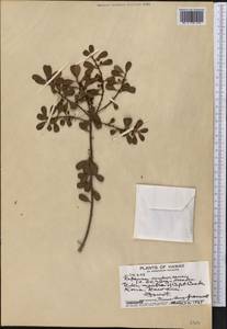 Myrsine sandwicensis A. DC., Америка (AMER) (США)