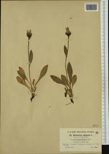Hieracium alpinum subsp. melanocephalum (Tausch) Zahn, Западная Европа (EUR) (Австрия)