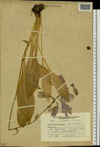 Hosta sieboldii (Paxton) J.W.Ingram, Сибирь, Дальний Восток (S6) (Россия)